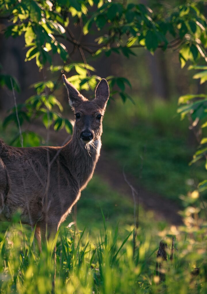 Reh in einem nordhessischen Wald bei Sonnenaufgang